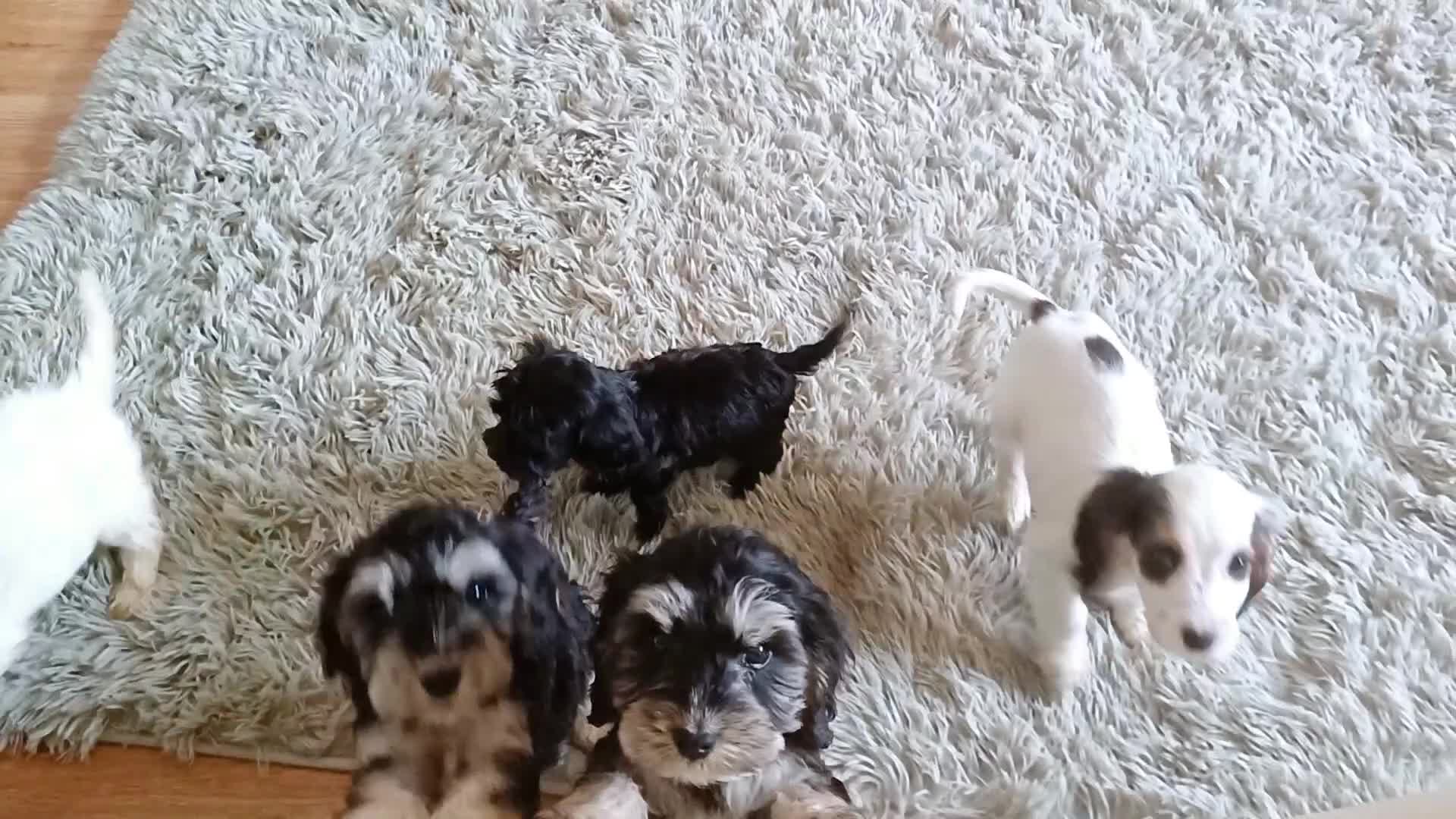 Cockapoo dogs for sale: COCKAPOOS F1b ready to go - Video 1