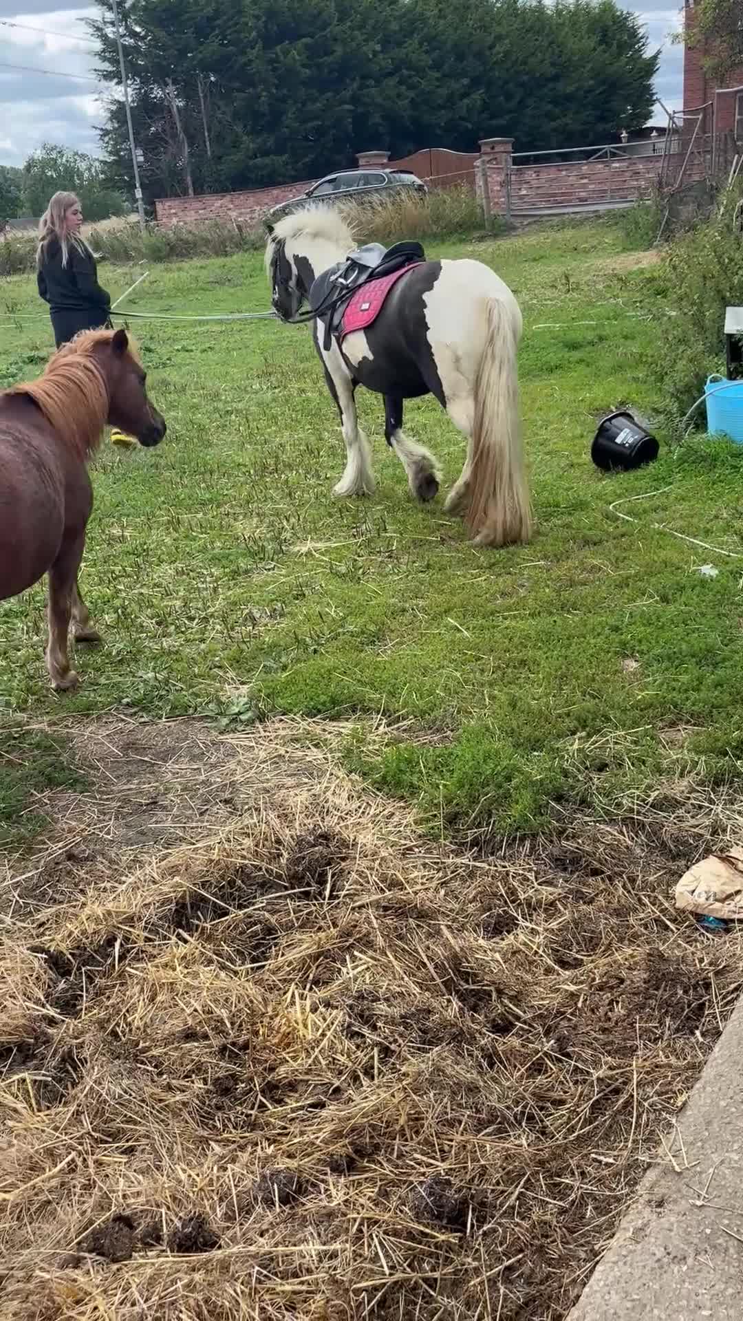 Irish Cob horses for sale: Gyspy offers considered - Video 1