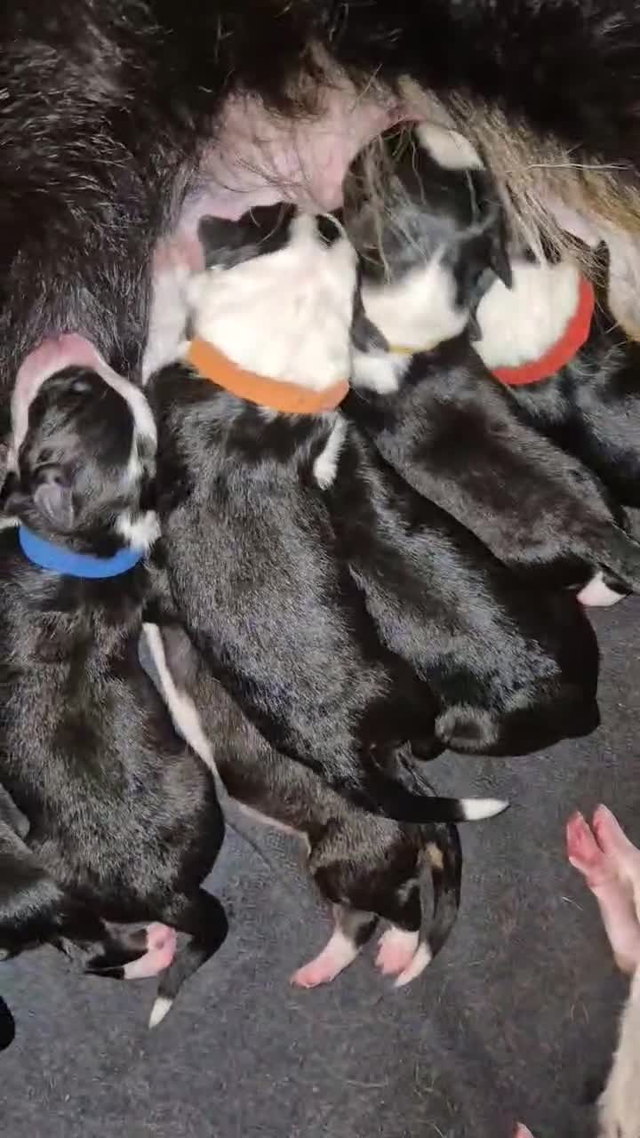 Border Collie dogs for sale: 11 beautiful bored collie puppies  - Video 1