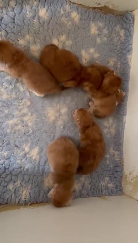 Maine Coon cats for sale: Beautiful Red Maine coone babies  - Video 1