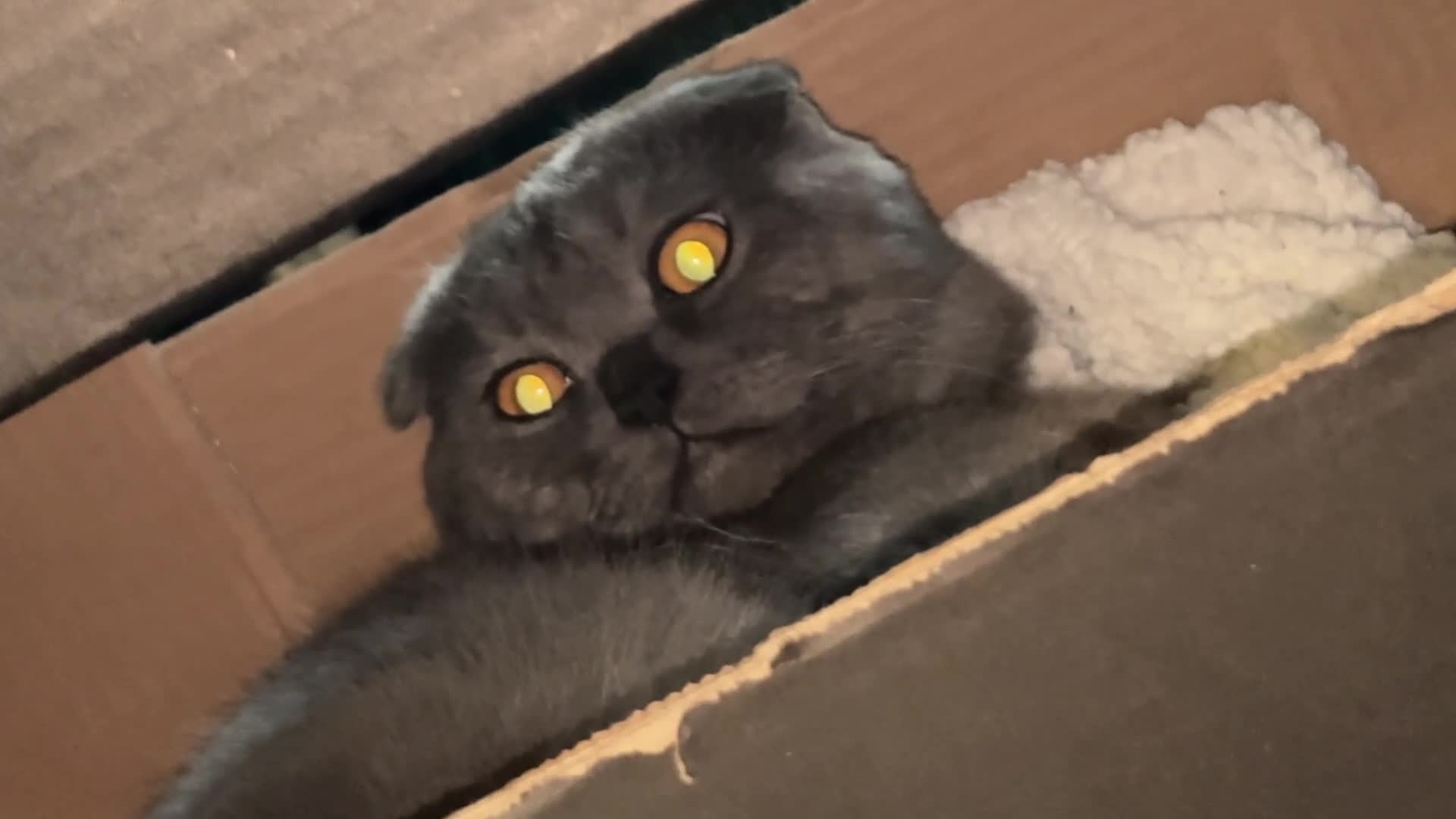 Scottish Fold cats for stud: Studd Scottish fold 200 - Video 1