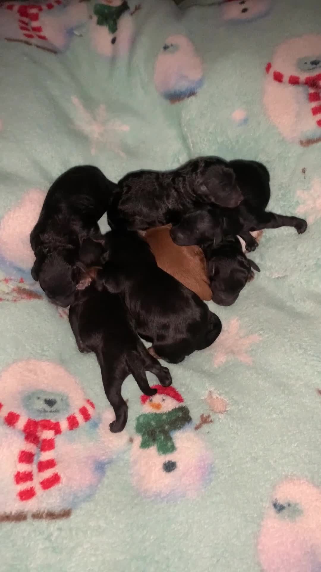 Cockapoo dogs for sale: F1b Cockapoo Puppies  - Video 3