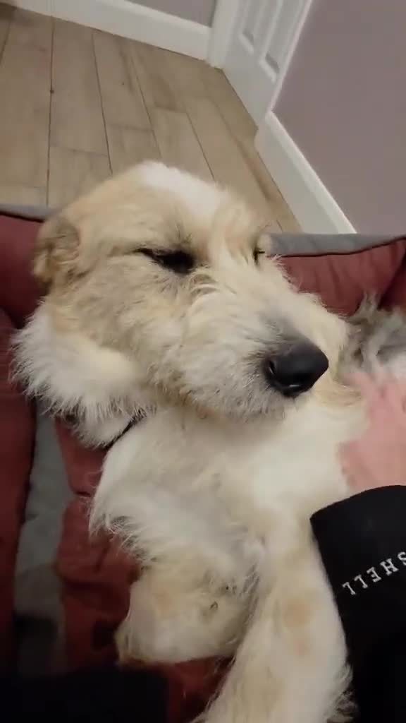 Mixed Breed dogs for adoption: Hershey & Harley 💙 still Waiting - Video 3