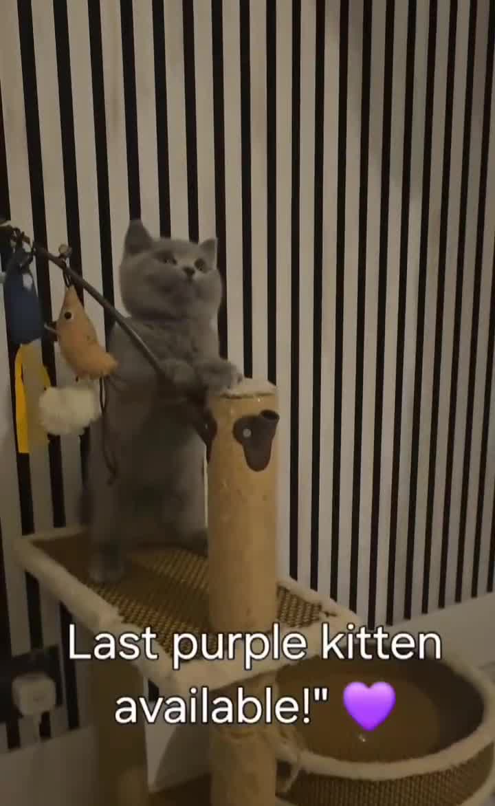 British Shorthair cats for sale: GCCF Registered Pure british shorthair kittens 😸  - Video 1