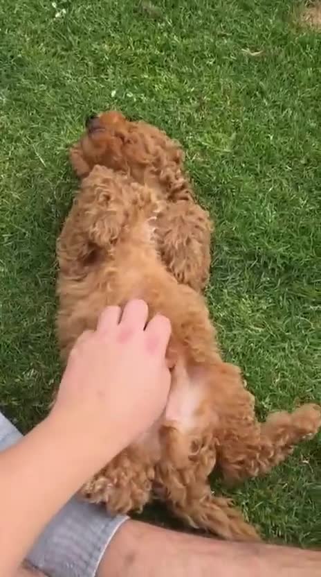 Poochon dogs for sale: GORGEOUS BOY LEFT - DNA & health tested - Video 2