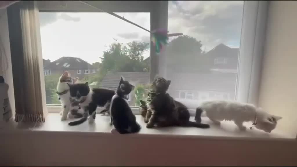 Mixed Breed cats for sale: Six Adorable Ragdoll X Norwegian Forest Kittens - Video 3