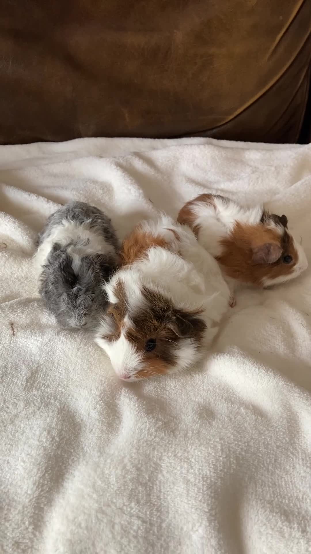 Guinea Pig rodents for sale: Gorgeous Guinea Pigs - Video 1