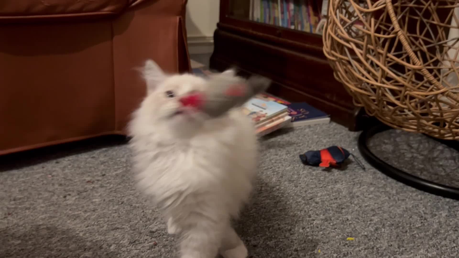 Siberian cats for sale: Sweet human friendly Siberians  - Video 2