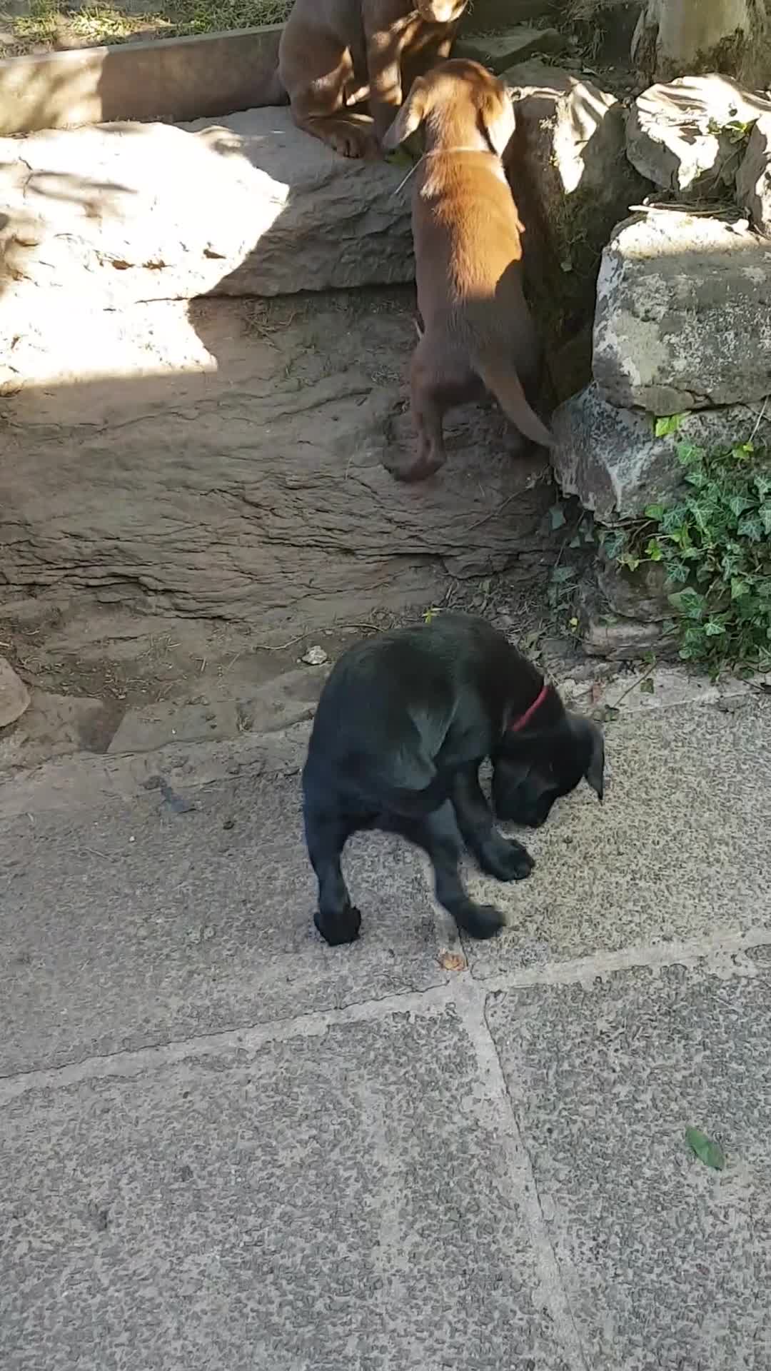 Labrador Retriever dogs for sale: Adorable KC Reg Labrador puppies  - Video 1