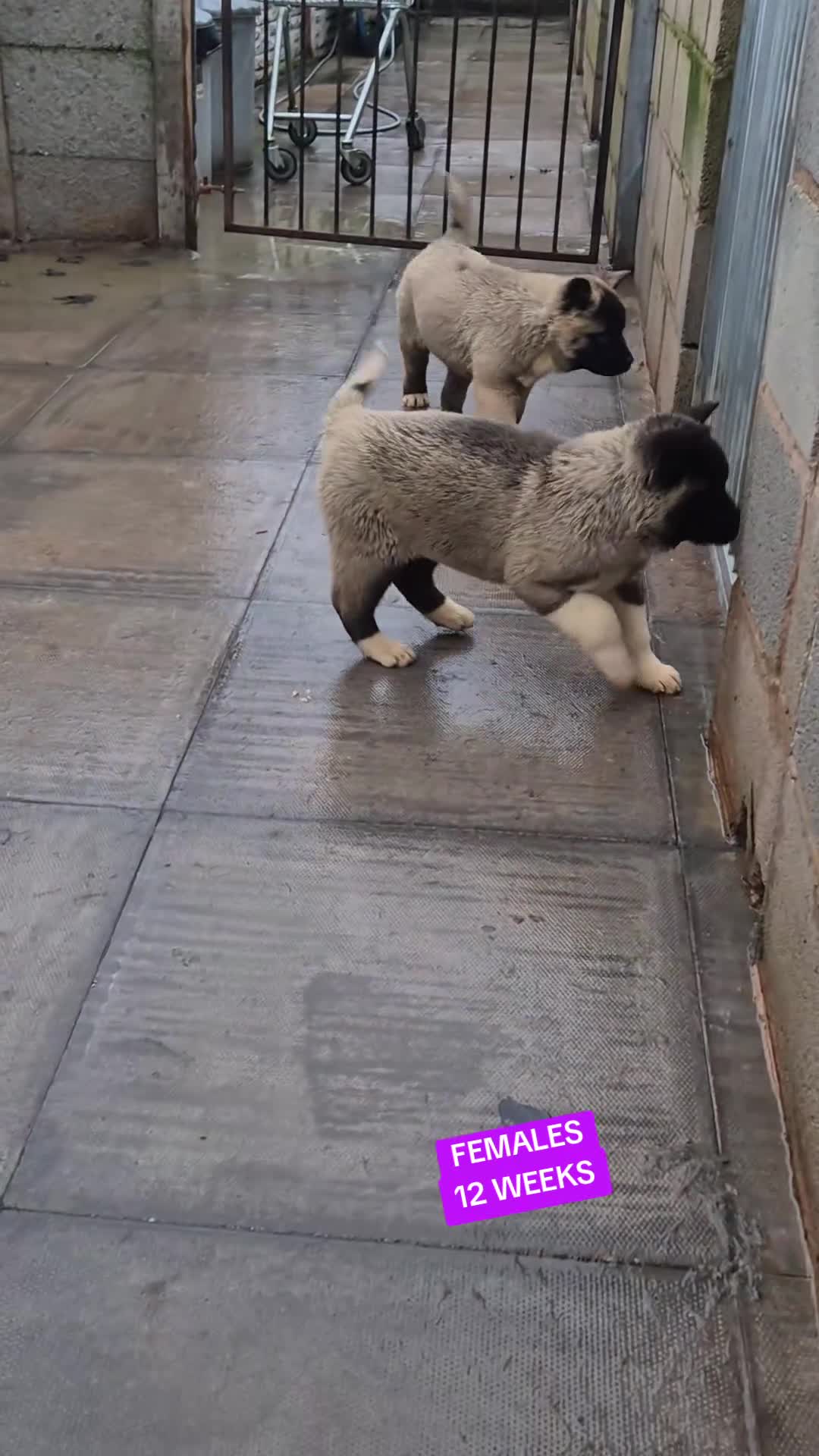 Akita dogs for sale: AMERICAN AKITA FEMALES BLACK MASK BEARS - Video 1