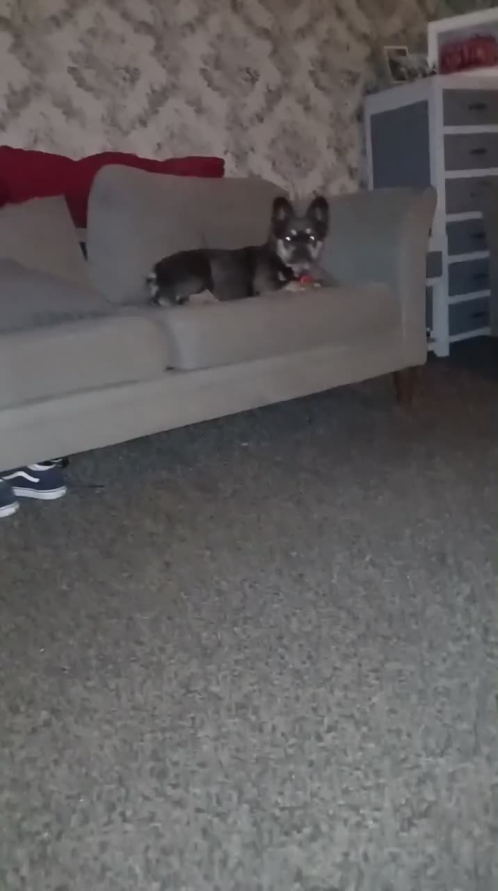 French Bulldog dogs for sale: Fluffy French Bulldog  - Video 1