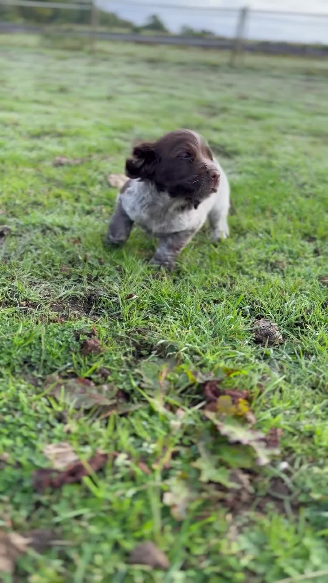 Cocker Spaniel dogs for sale: Extensively Health Tested KC Registered Girl - Video 1