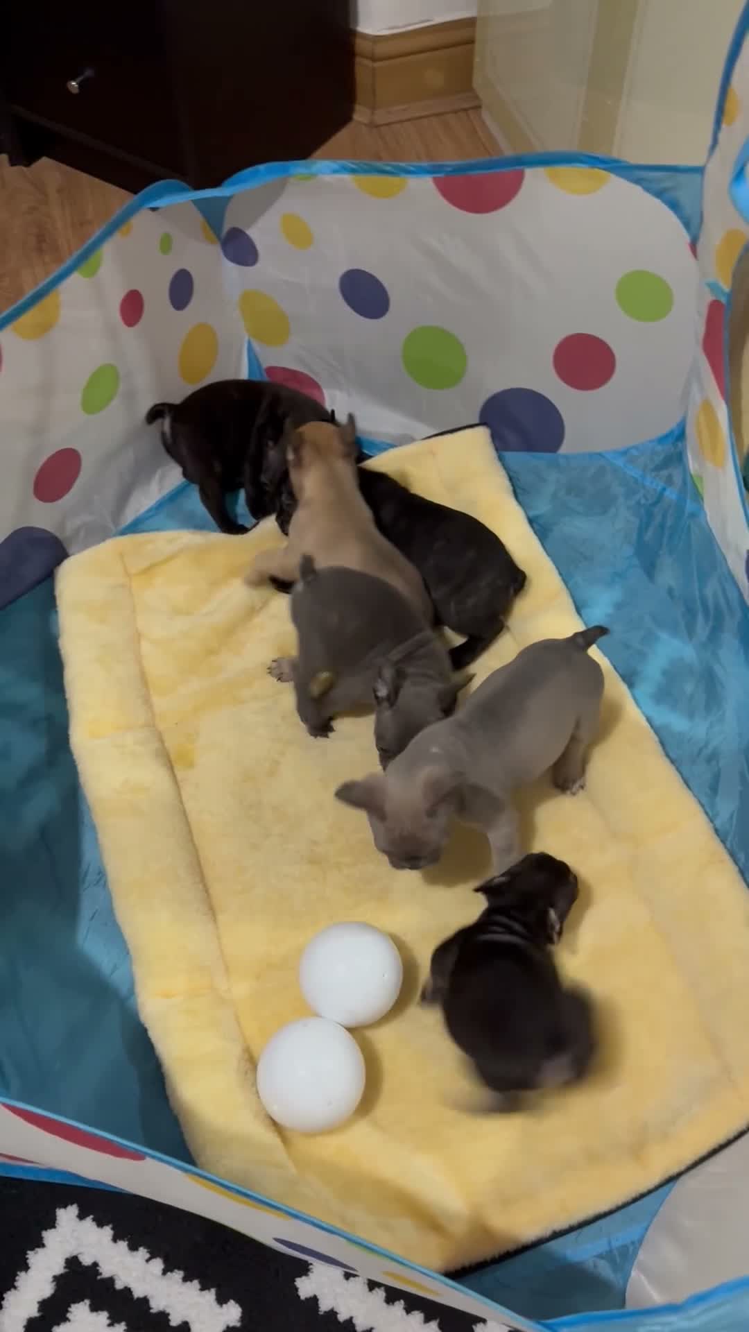 French Bulldog dogs for sale: Miss Elena  in London - Video 1
