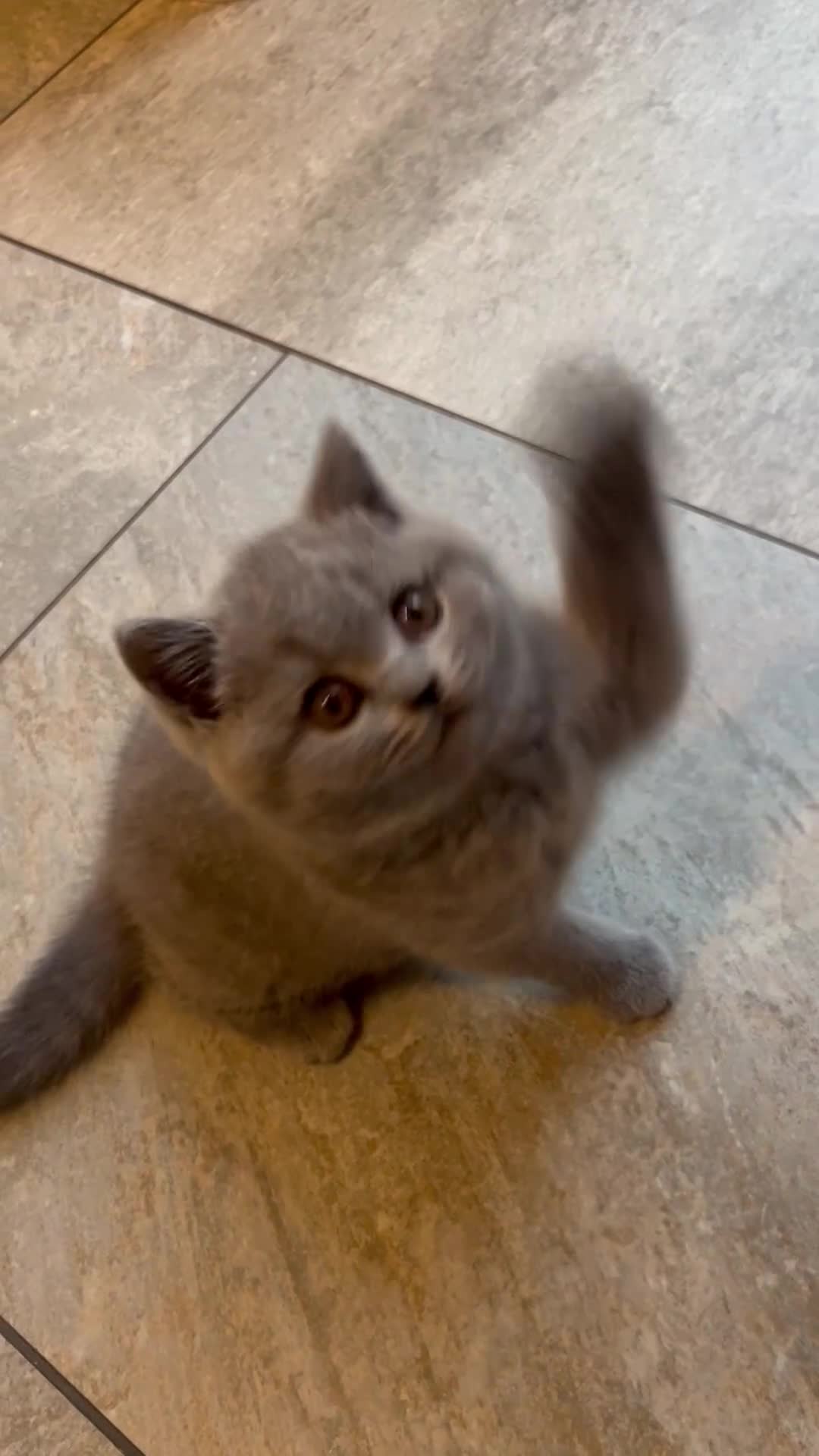 British Shorthair cats for sale: Chunky British Shorthair Kittens  - Video 2