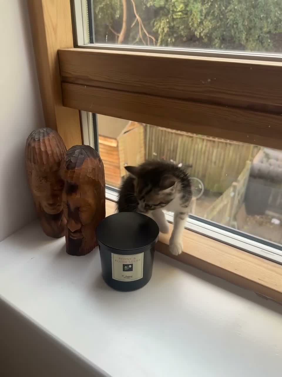 Mixed Breed cats for sale: 🐾 Loving Home Wanted for Rescued Kitten 🐾 - Video 1