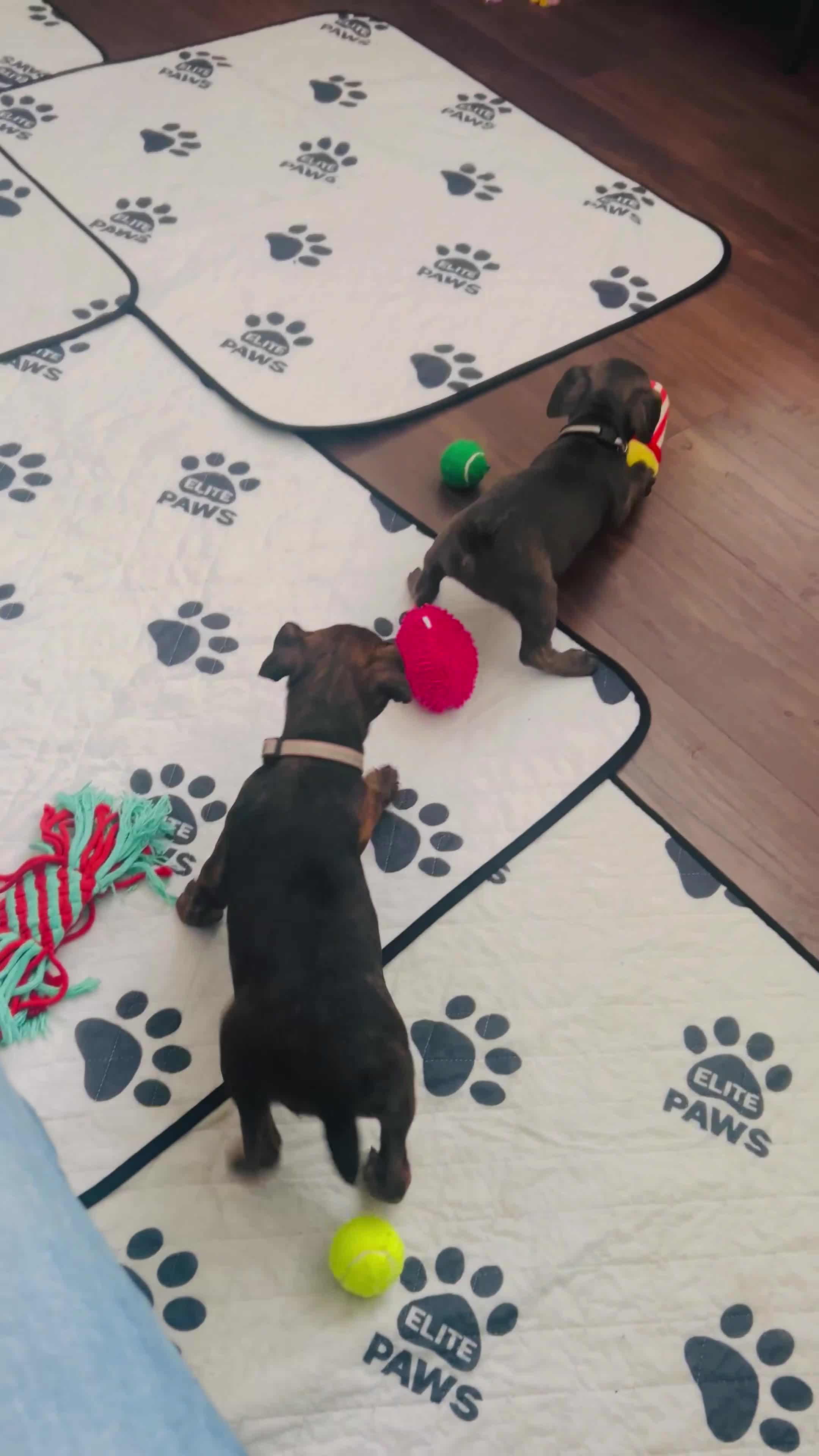 Jack Russell dogs for sale: Blue & Black Brindle Jack Russells - Video 3
