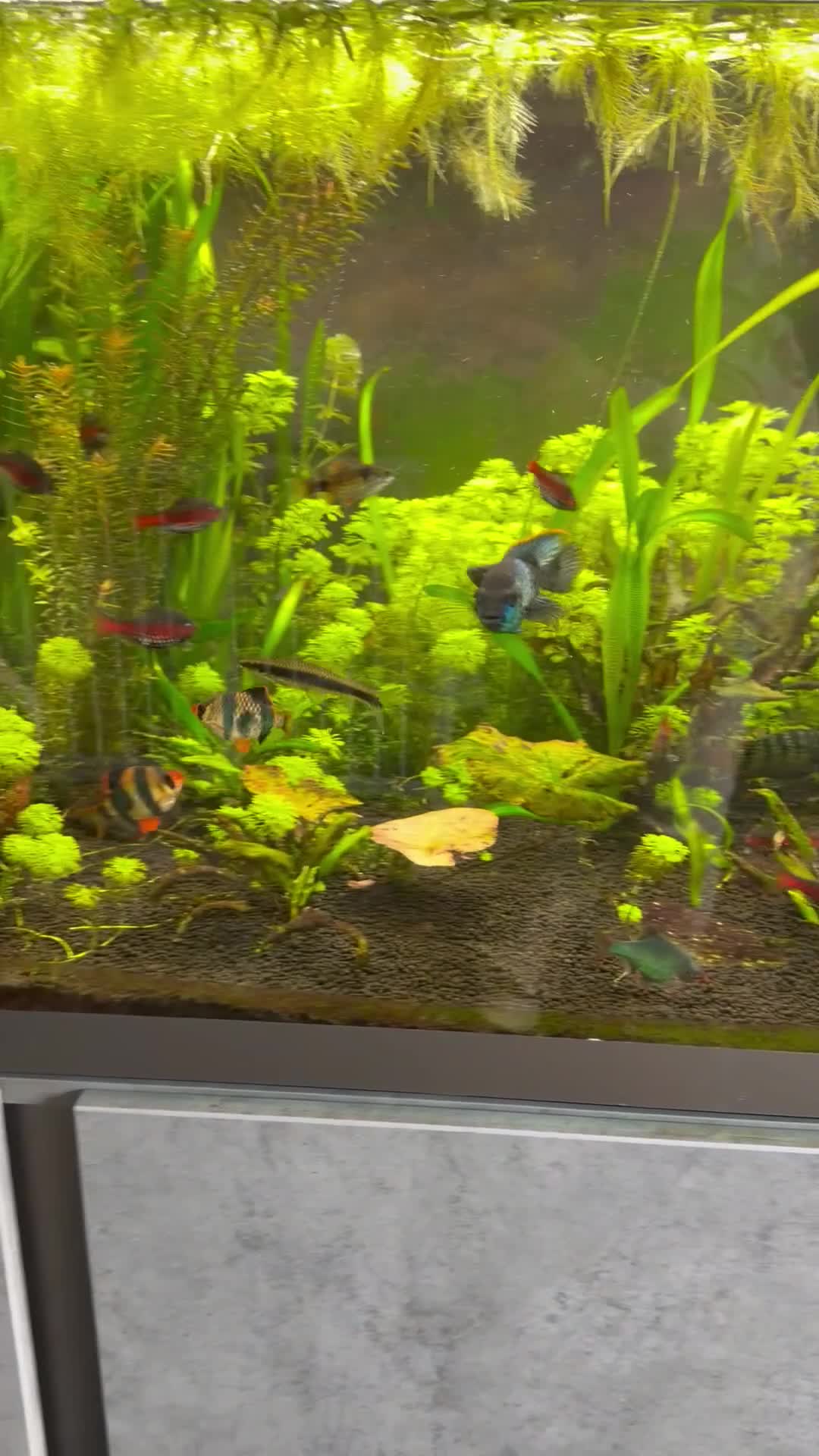Cichlids fish for sale: Electric blue acara in Hamilton - Video 1