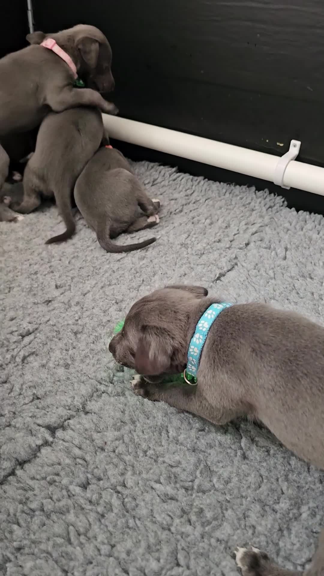 Whippet dogs for sale: excellent litter of Kc reg blue whippet puppies  - Video 4