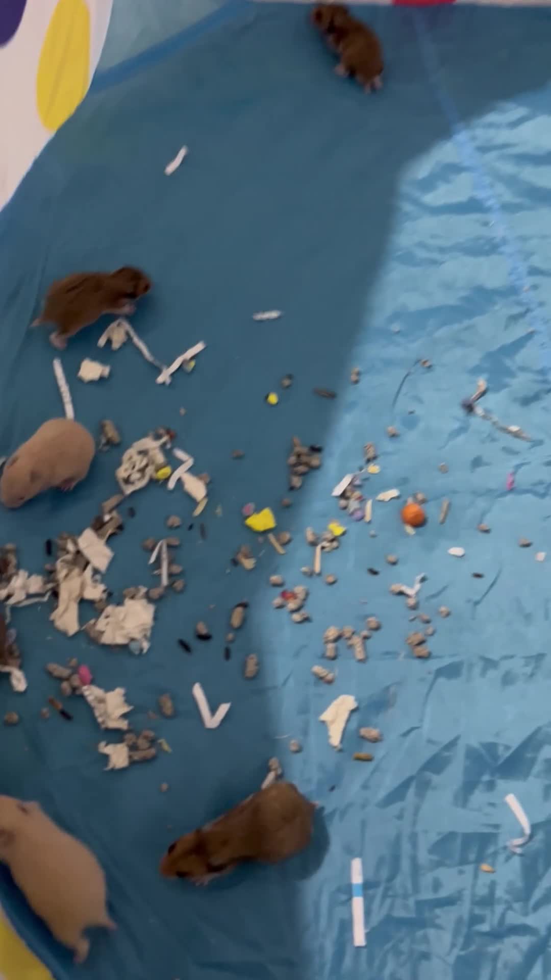 Hamster rodents for sale: 14 baby Syrian hamsters - Video 3