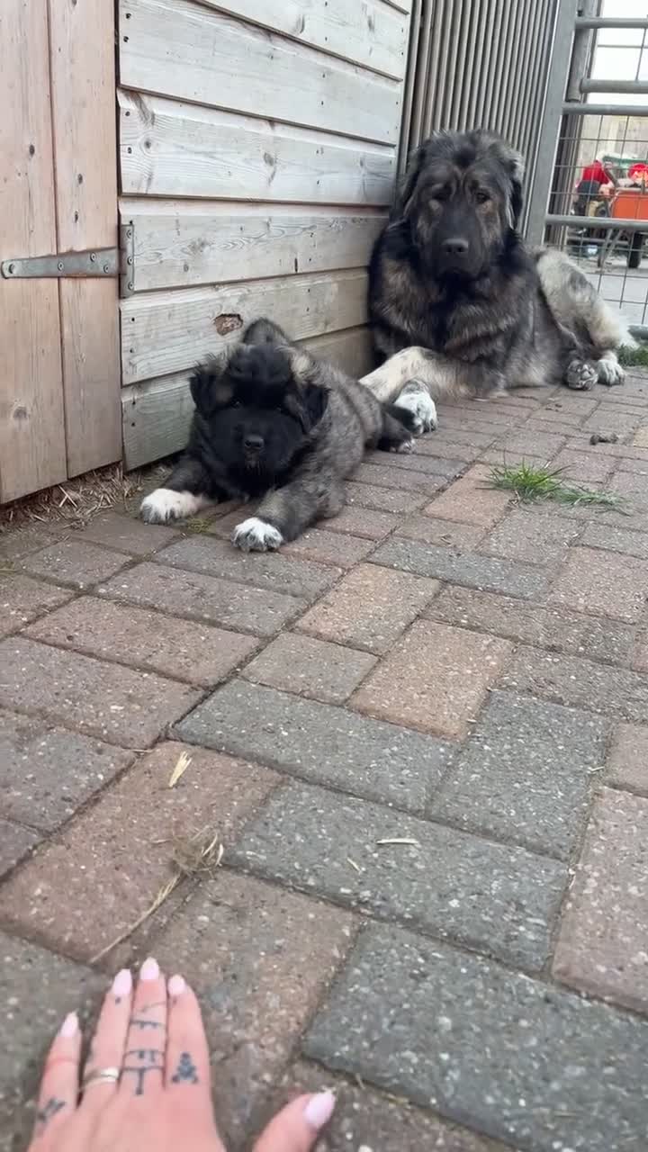 Mixed Breed dogs for sale: Live stock guardian/gard dogs in Scunthorpe - Video 3