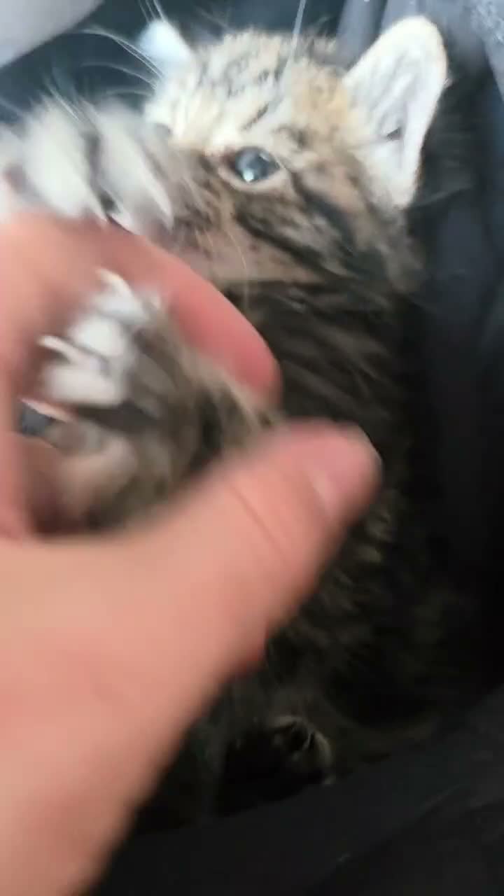 Mixed Breed cats for sale: Tabby kittens  - Video 3