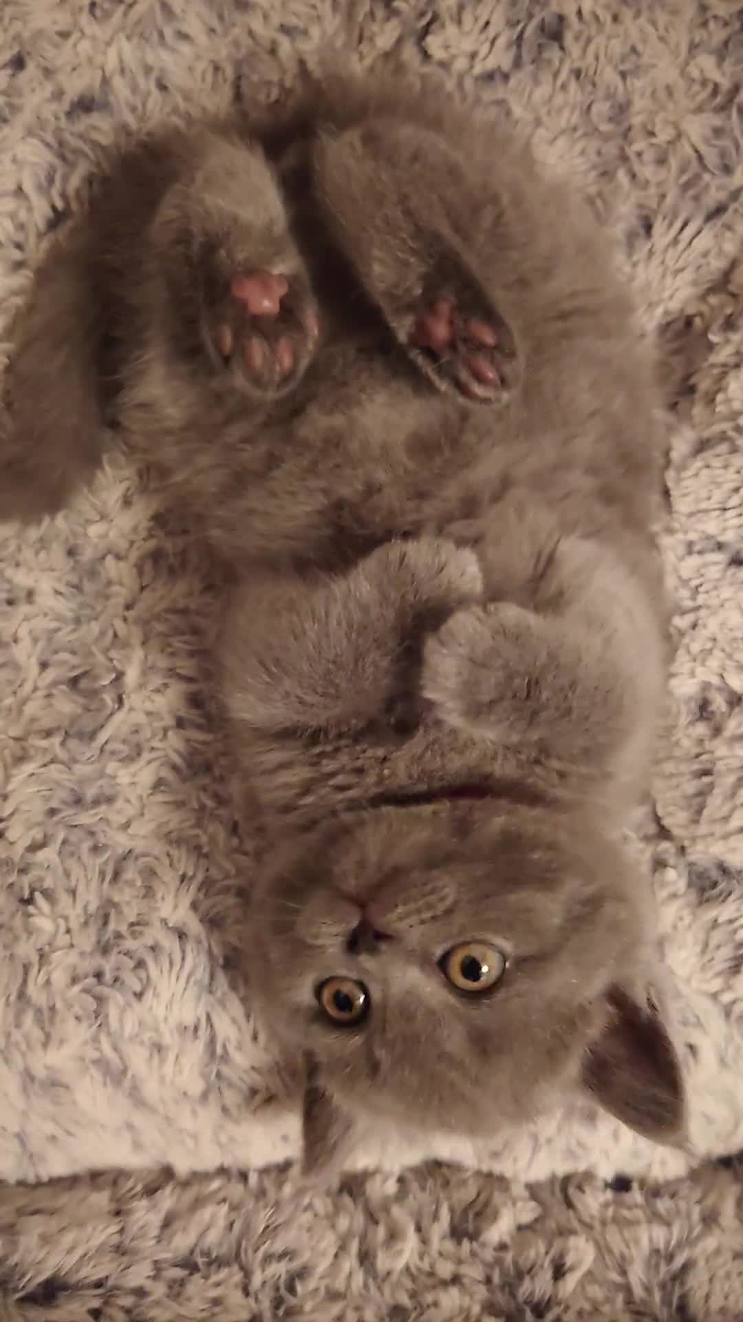 British Shorthair cats for sale: Stunning British short hair kittens  - Video 1