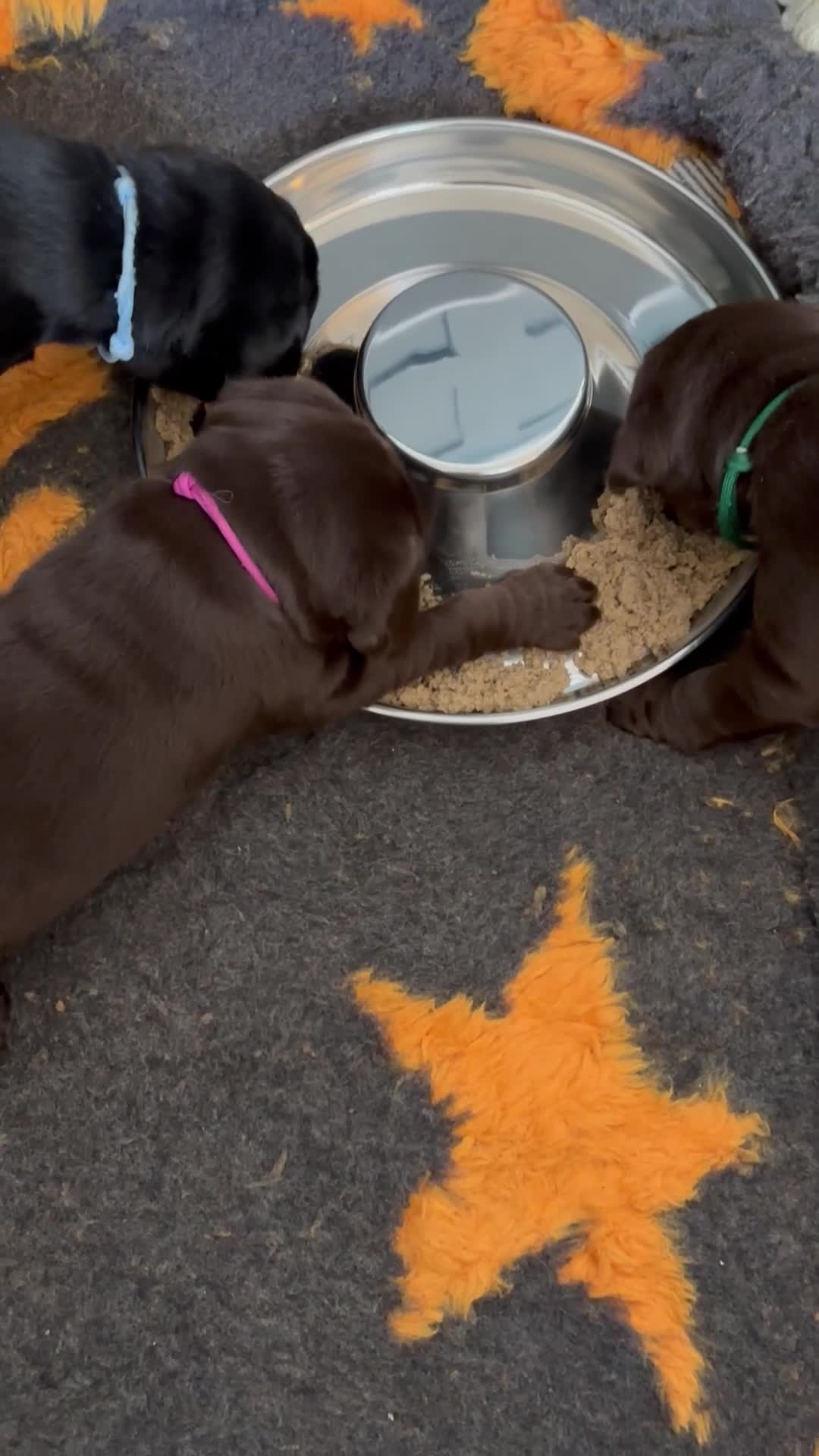 Labrador Retriever dogs for sale: Stunning Chocolate Labrador Puppies  - Video 1