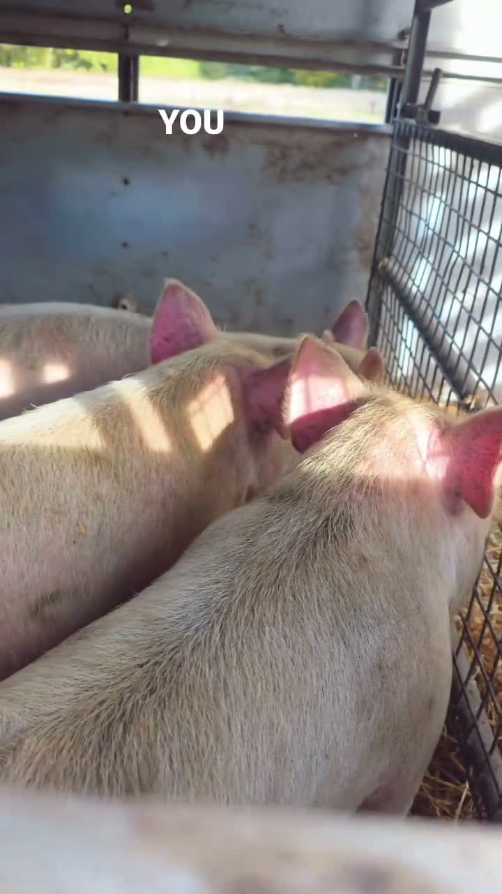 Pig livestock for sale: 20 middle white piglets in Guildford - Video 5