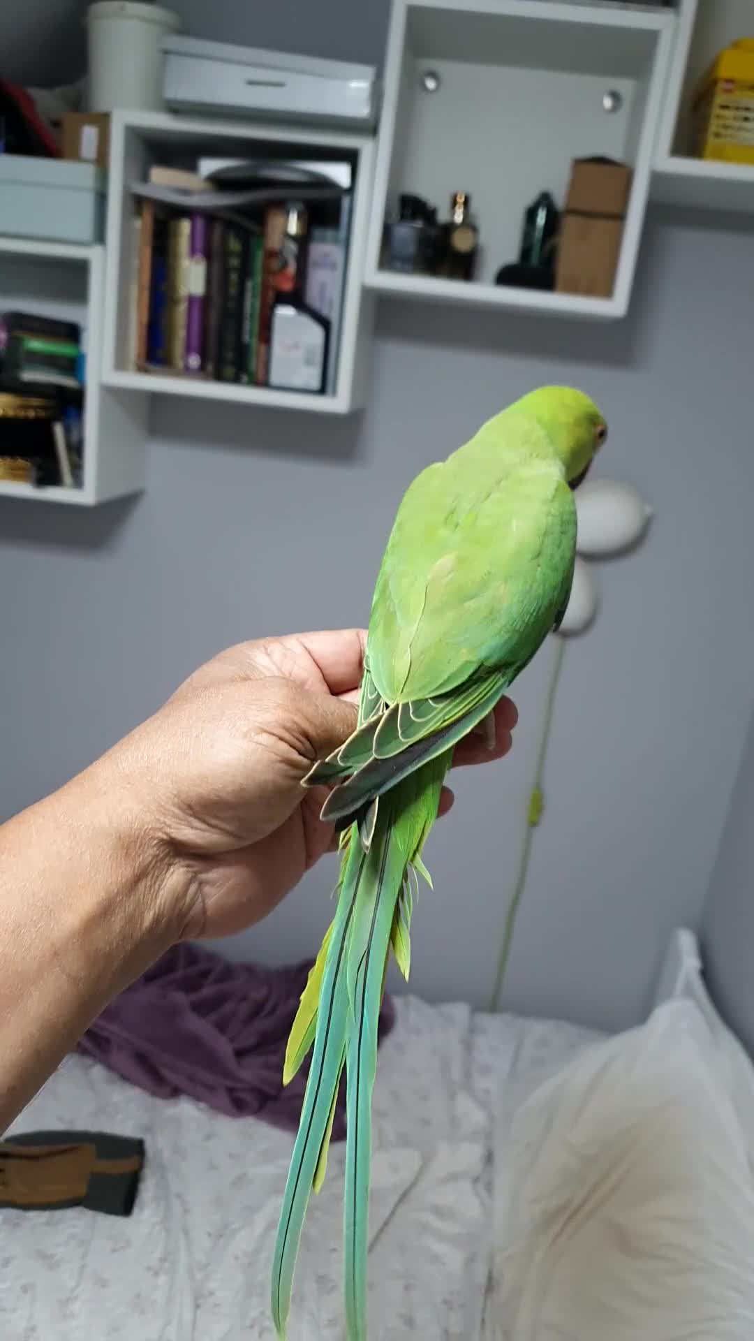Ringnecks birds for sale: tame baby Indian ringneck read the description - Video 2