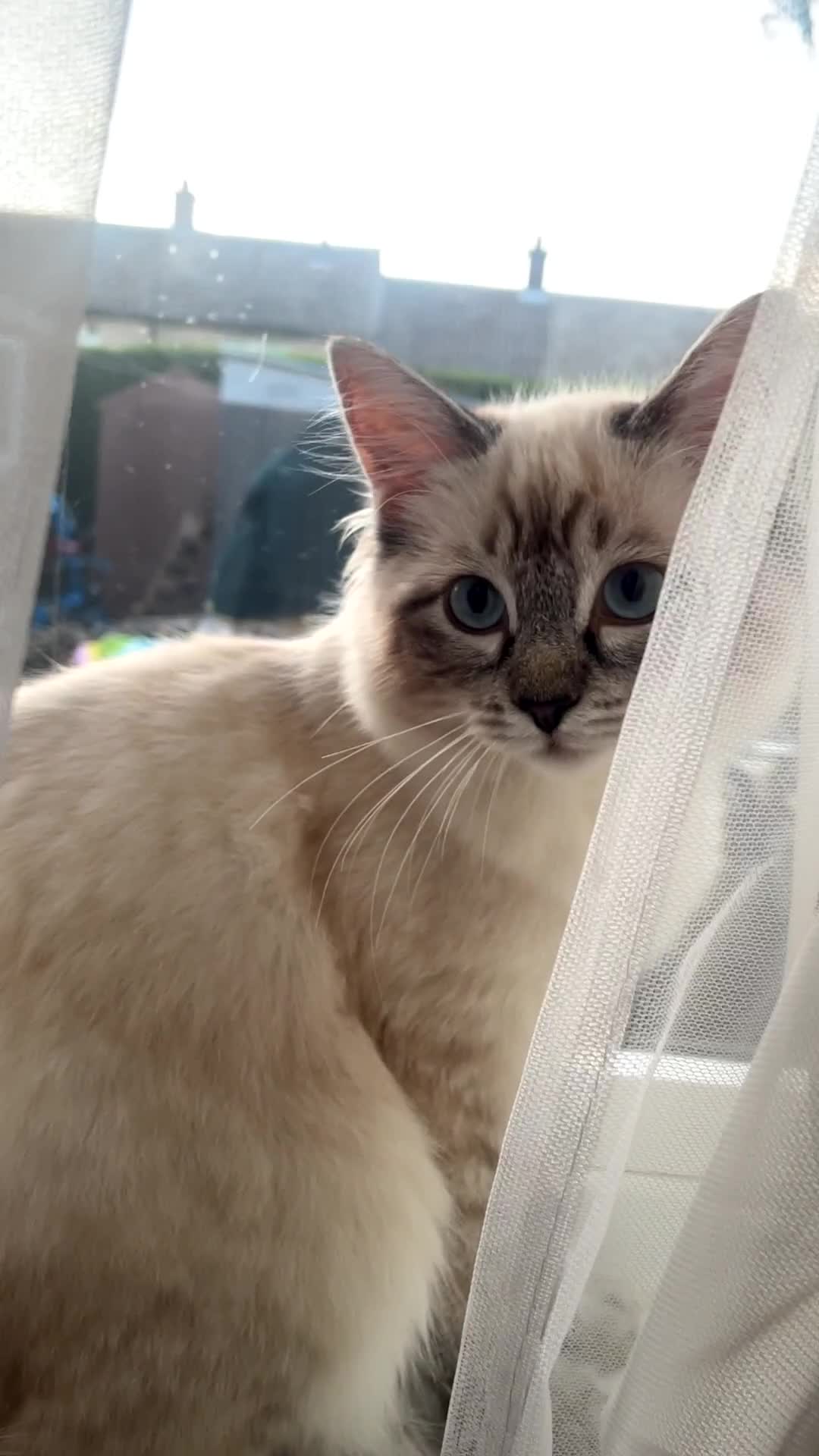 Ragdoll cats for sale: Beautiful pure ragdoll kitten looking for a home  - Video 1