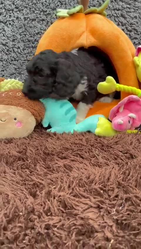 Sproodle dogs for sale: Sproodles - Video 4