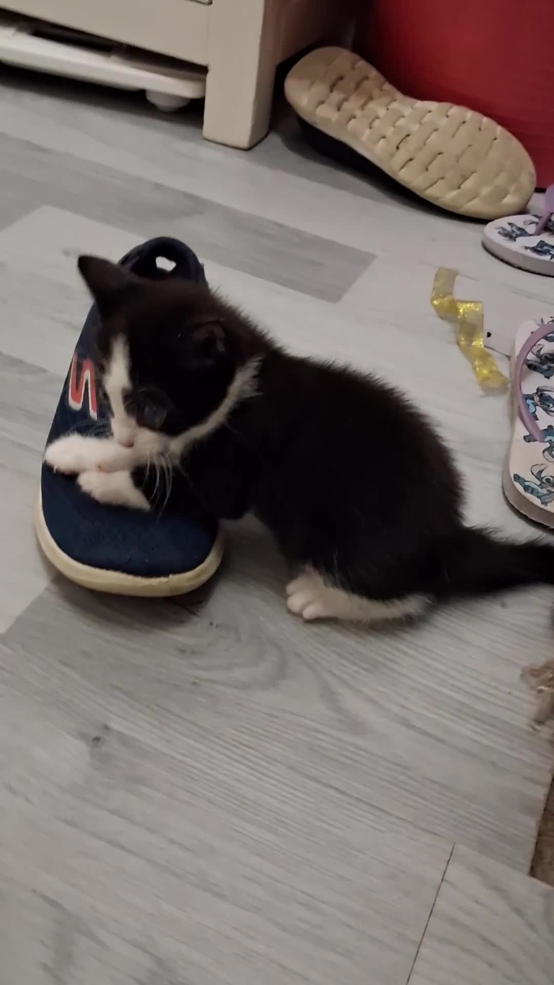 Mixed Breed cats for sale: Kittens 2x Boys and 2x Girls in Thame - Video 1