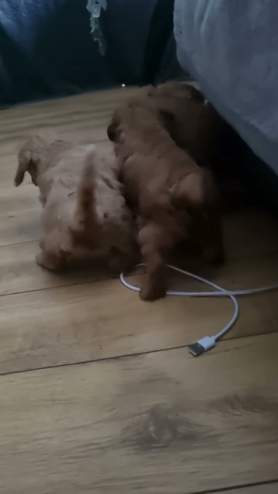 Cavapoo dogs for sale: Stunning Red toy F2B cavapoo - Video 1