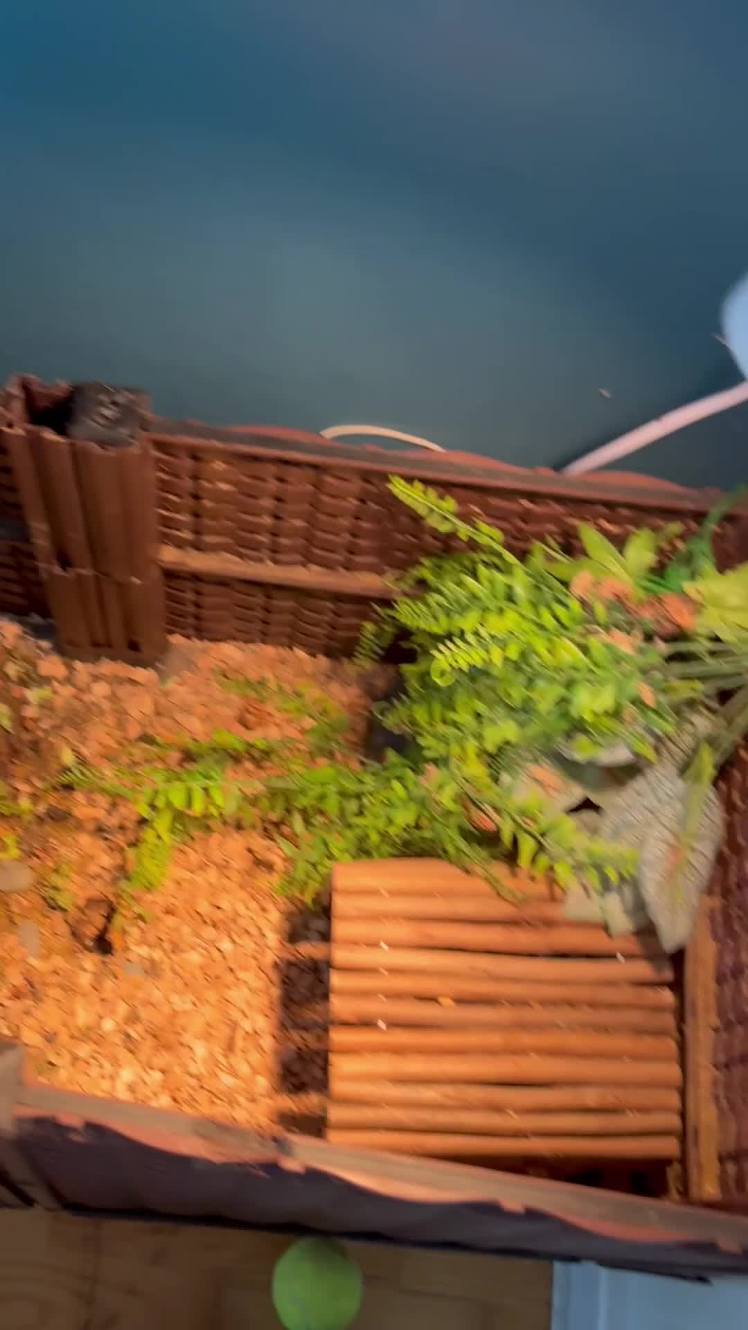 Tortoise reptiles for sale: Red footed tortoise  - Video 1