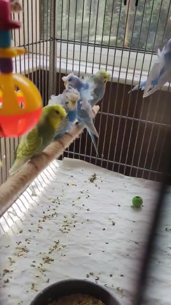 Budgerigars birds for sale: Japanese crested Hagoromos for sale - Video 1