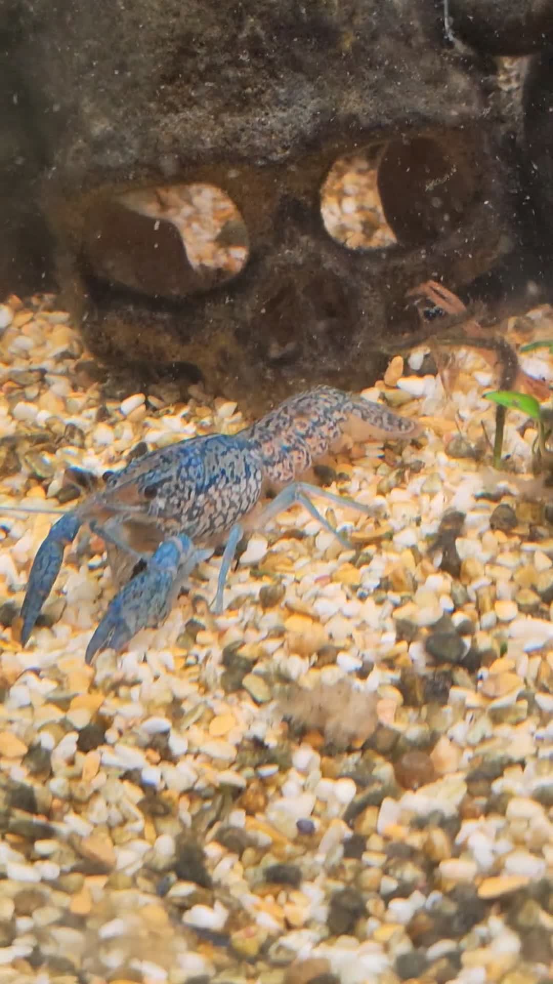 Lobsters fish for sale: Fish tank  - Video 2