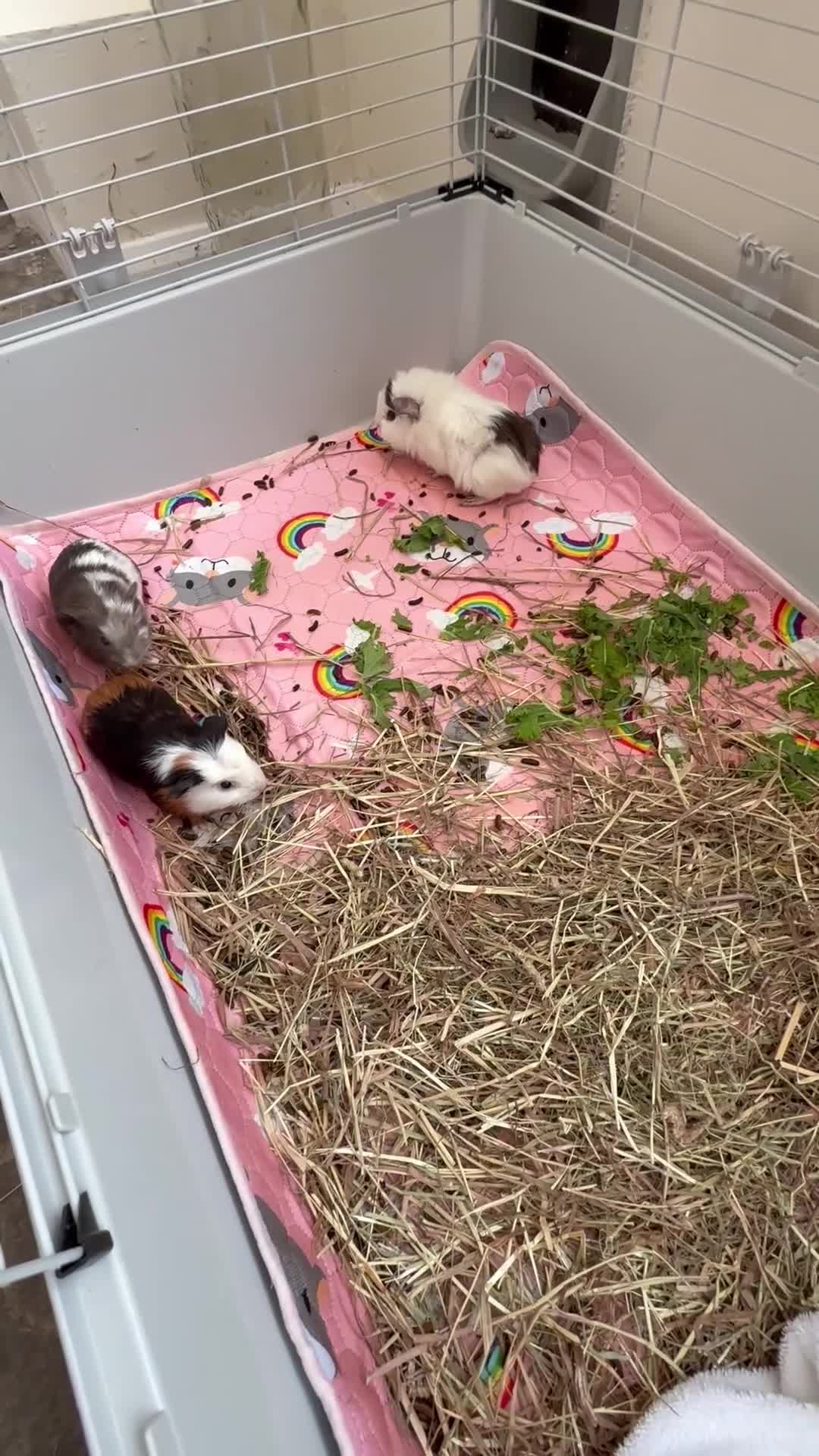 Guinea Pig rodents for sale: 4 week old guinea pigs in Bridgwater - Video 1