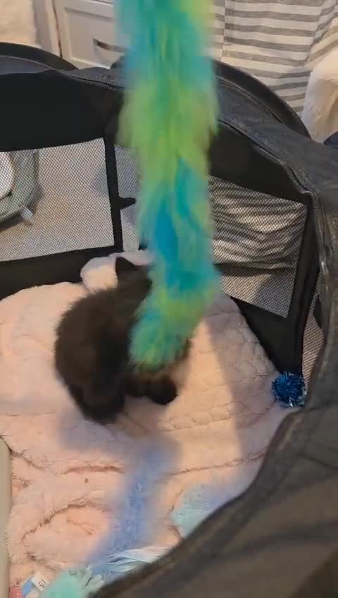 Mixed Breed cats for sale: 10 week old Black fluffy boy - Video 1