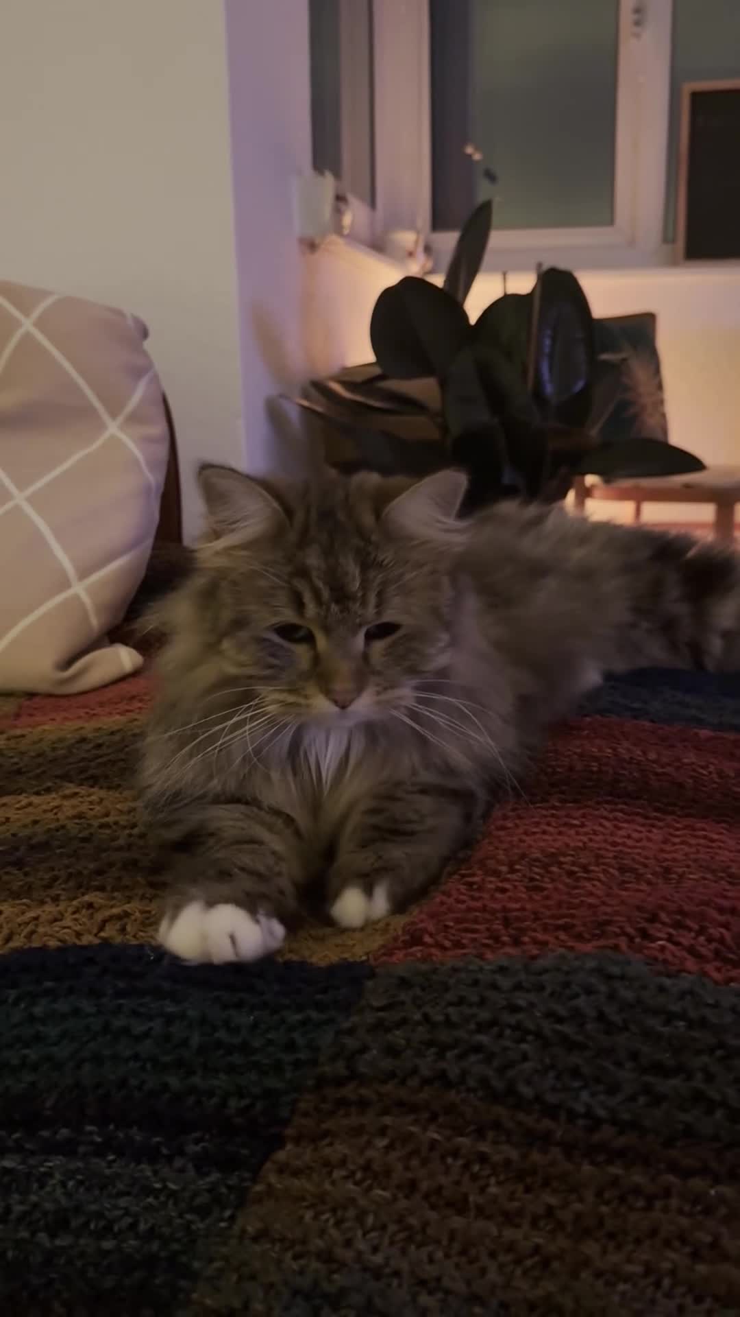 Siberian cats for sale: Siberian Former Show Queen  - Video 2