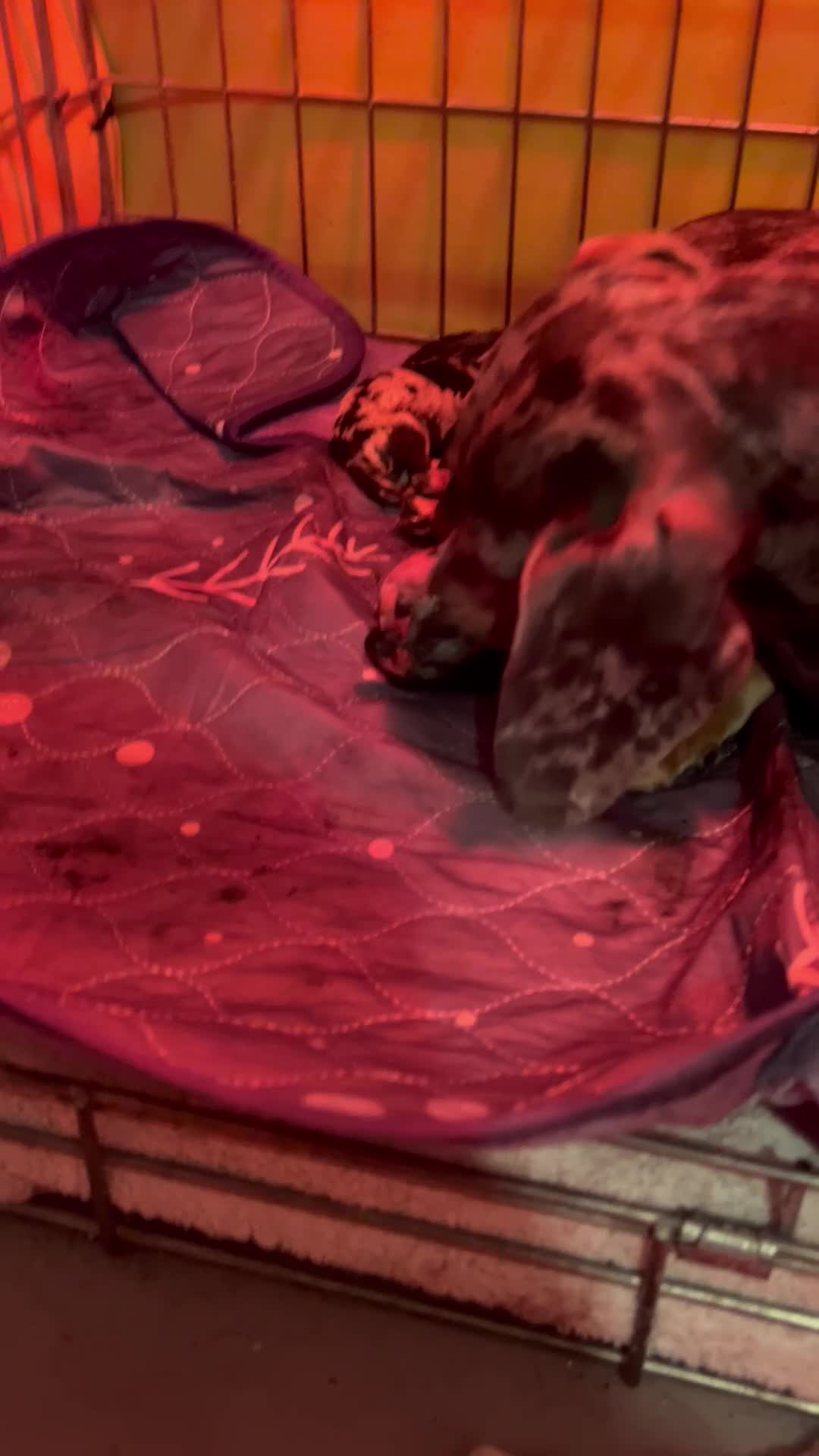 Miniature Dachshund dogs for sale: miniature dash hounds - Video 3