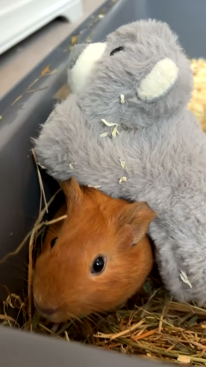 Guinea Pig rodents for sale: 2 Female guinea pigs (4 Months Old)  in Braunton - Video 2