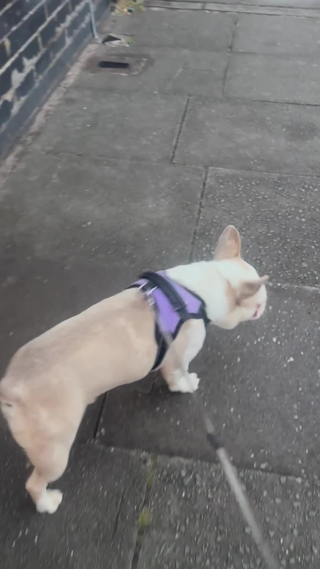 French Bulldog dogs for sale: French Bulldog Male  - Video 1