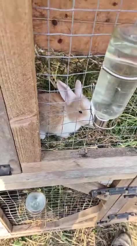 Continental Giant rabbits for sale: Rabbit in Skelmersdale - Video 1