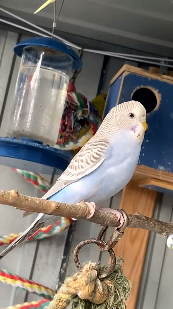 Budgerigars birds for sale: Baby budgies for sale - Video 5