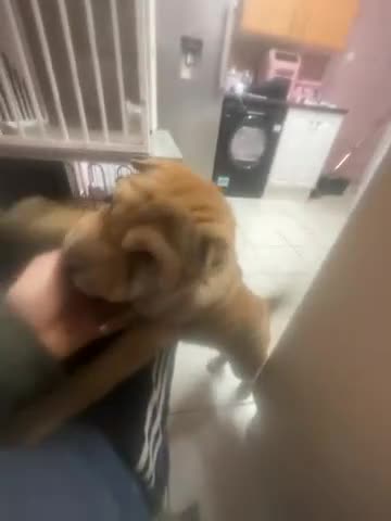 Shar Pei dogs for sale: Mr grey  in Kidderminster - Video 2