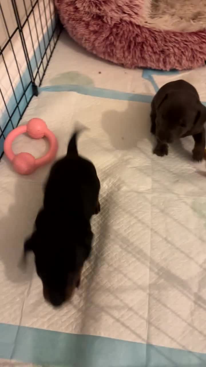 Miniature Dachshund dogs for sale: Miniature Dachshund  - Video 1