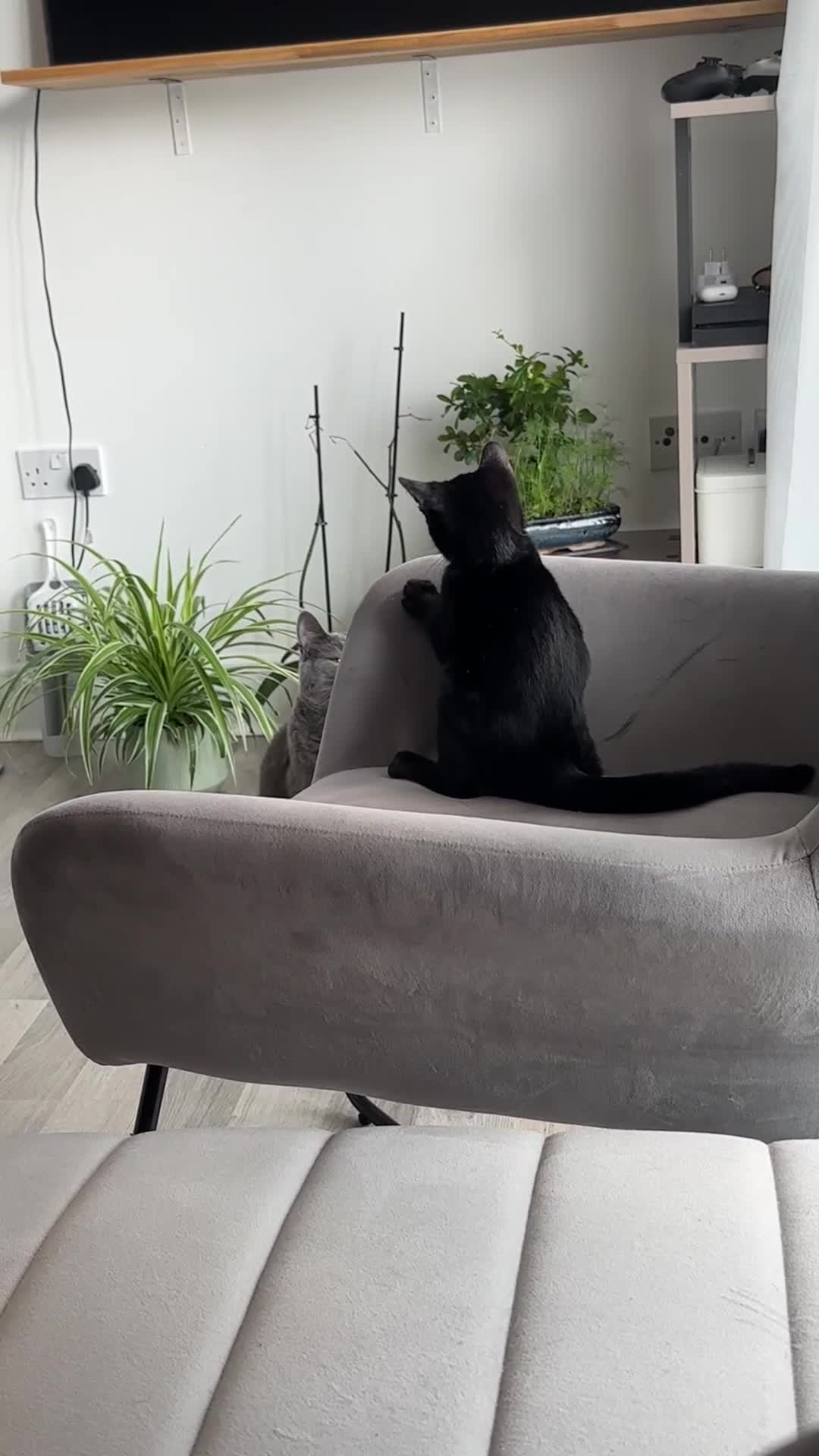 Mixed Breed cats for sale: Black kitty  in Maidstone - Video 1