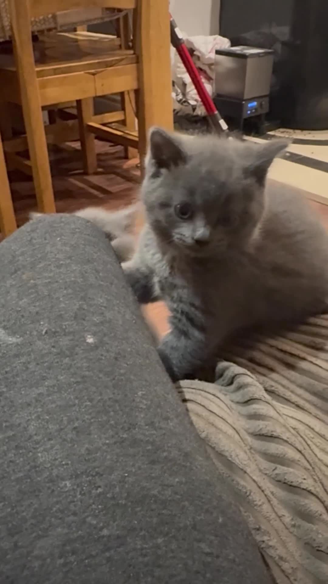 British Shorthair cats for sale: British Shorthair kittens  - Video 5