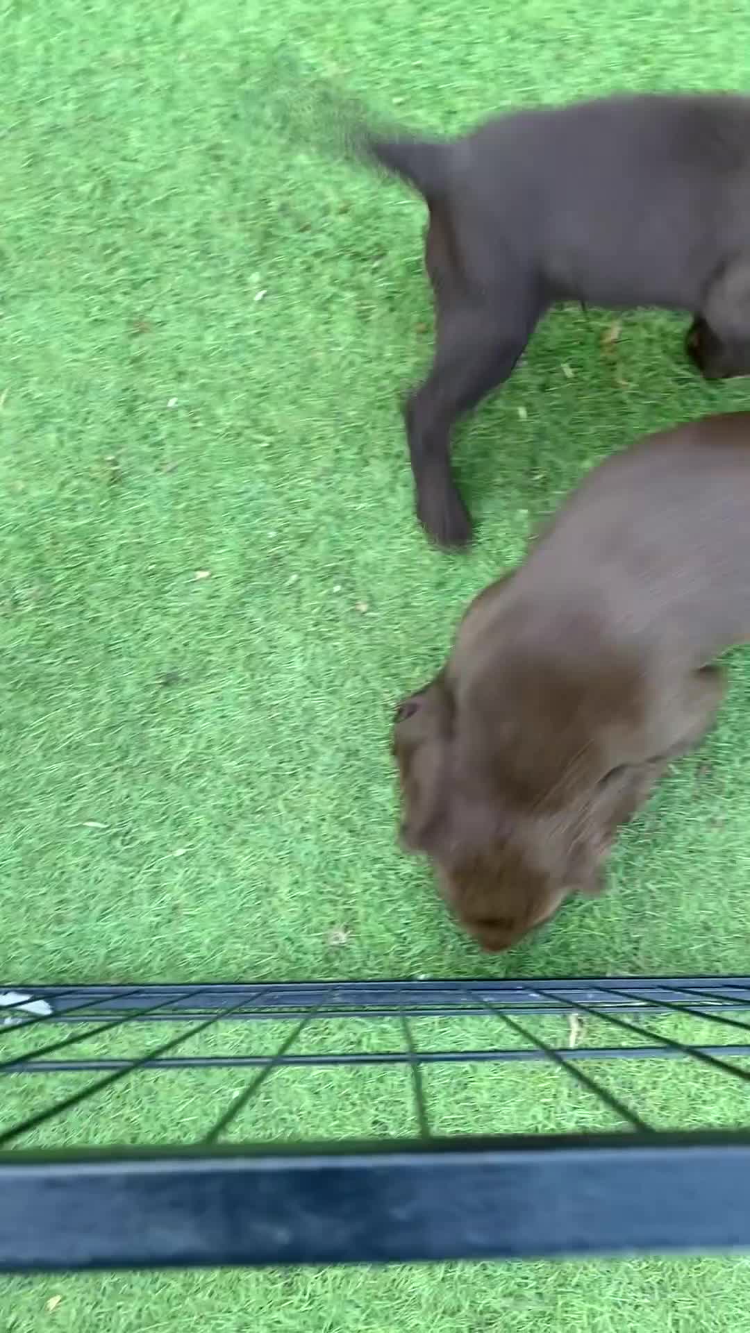 Cocker Spaniel dogs for sale: Health Tested Working Cocker Pups - Video 2