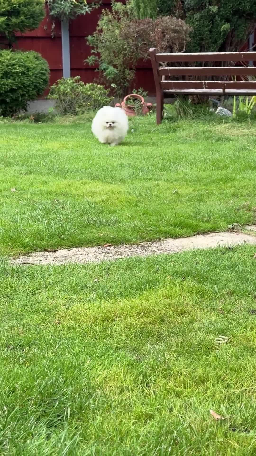 Pomeranian dogs for stud: KC well proven 1,9kg  stud in Surrey !  in Camberley - Video 2